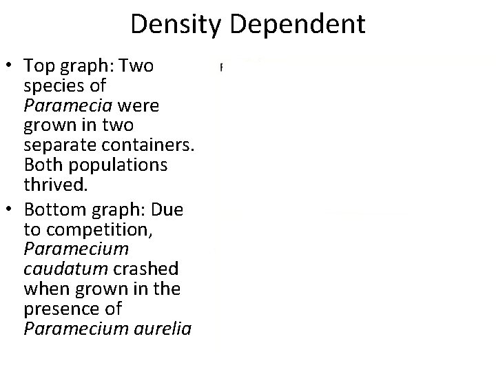 Density Dependent • Top graph: Two species of Paramecia were grown in two separate