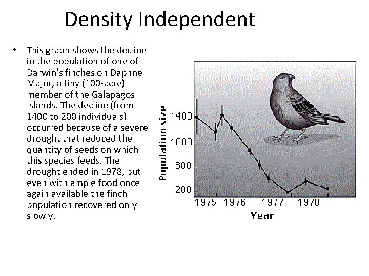 Density Independent • This graph shows the decline in the population of one of