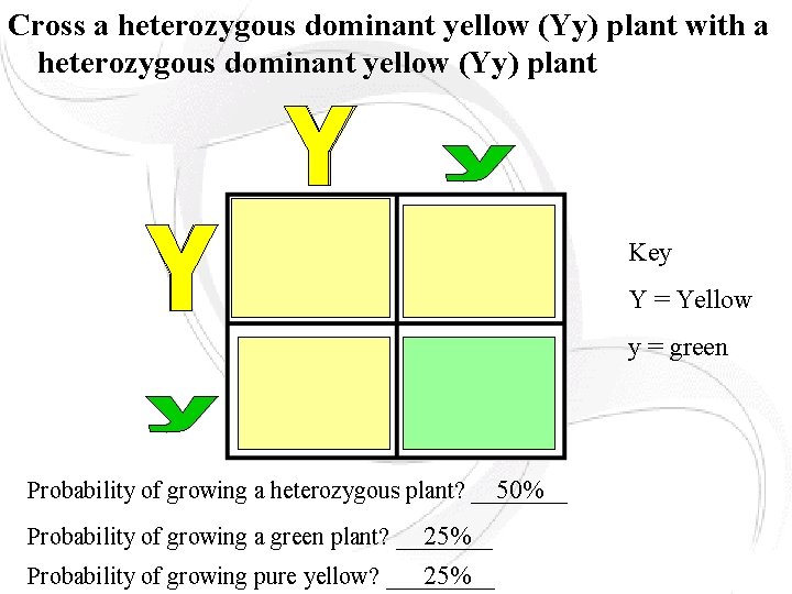 Cross a heterozygous dominant yellow (Yy) plant with a heterozygous dominant yellow (Yy) plant Cross a heterozygous dominant yellow (Yy) plant with a heterozygous dominant yellow (Yy) plant