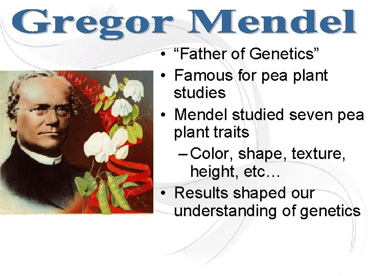  • “Father of Genetics” • Famous for pea plant studies • Mendel studied