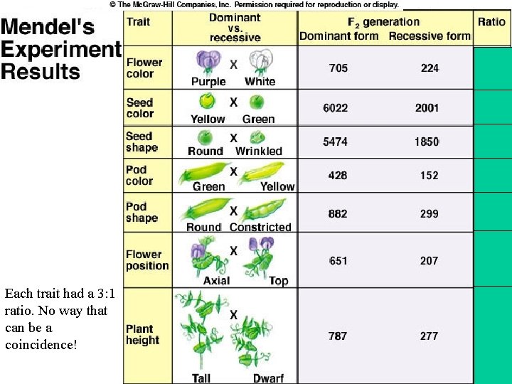 Each trait had a 3: 1 ratio. No way that can be a coincidence! Each trait had a 3: 1 ratio. No way that can be a coincidence!