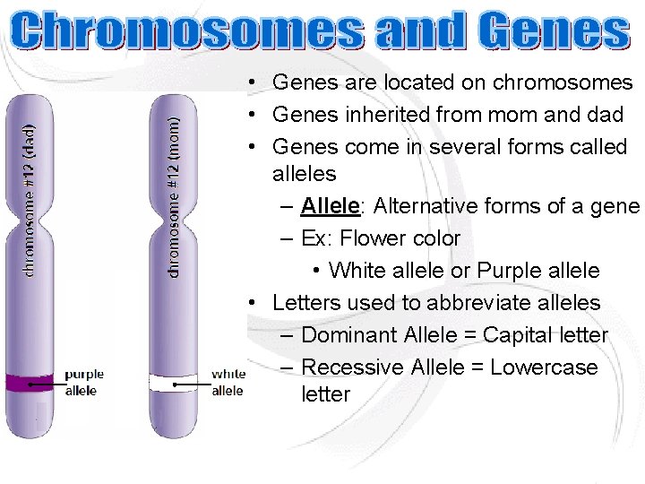 • Genes are located on chromosomes • Genes inherited from mom and dad • Genes are located on chromosomes • Genes inherited from mom and dad