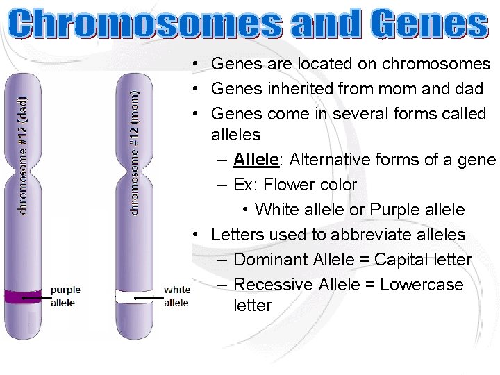  • Genes are located on chromosomes • Genes inherited from mom and dad