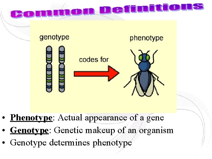  • Phenotype: Actual appearance of a gene • Genotype: Genetic makeup of an