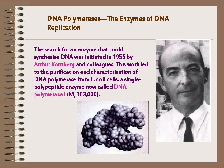 DNA Polymerases—The Enzymes of DNA Replication The search for an enzyme that could synthesize