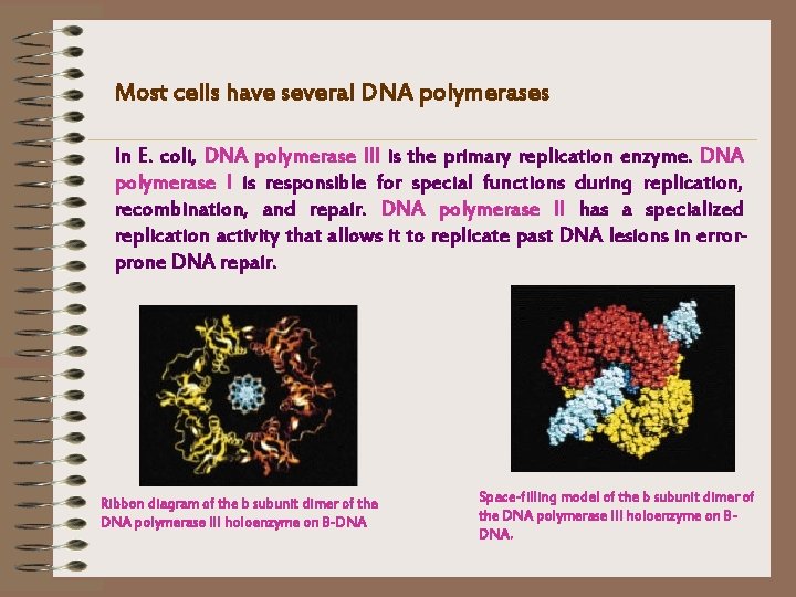 Most cells have several DNA polymerases In E. coli, DNA polymerase III is the