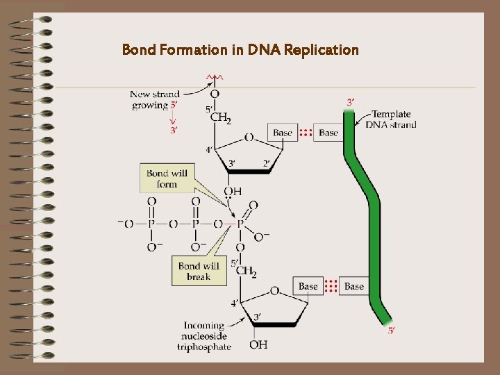 Bond Formation in DNA Replication 