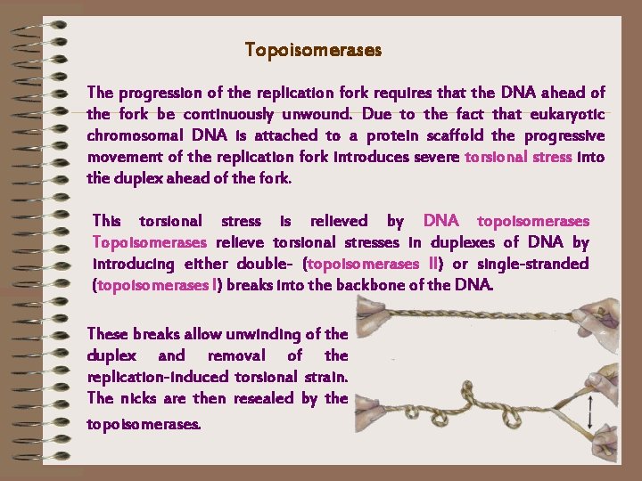 Topoisomerases The progression of the replication fork requires that the DNA ahead of the