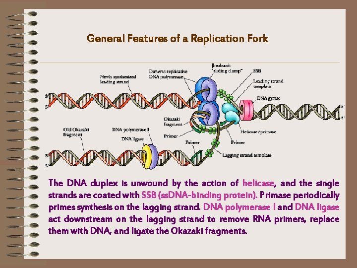 General Features of a Replication Fork The DNA duplex is unwound by the action