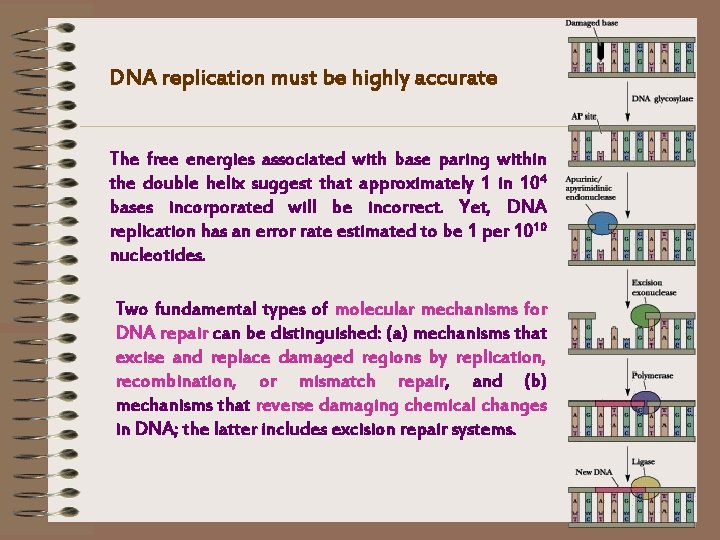 DNA replication must be highly accurate The free energies associated with base paring within
