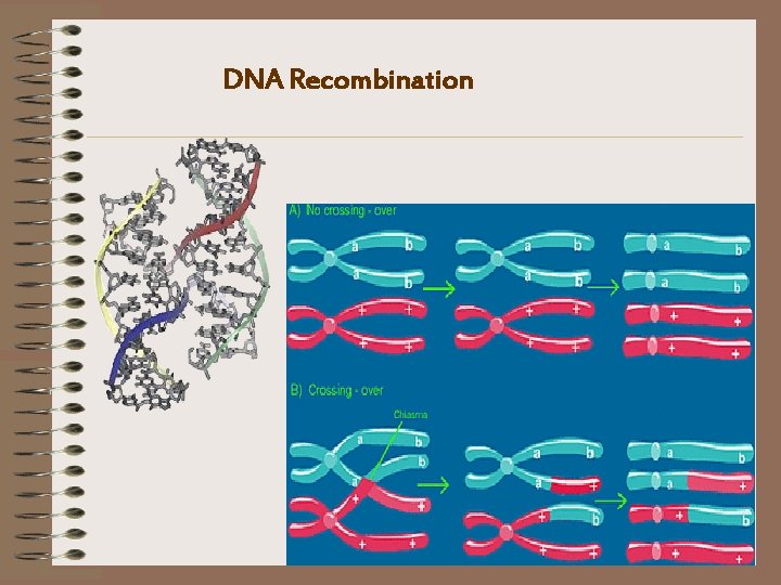 DNA Recombination 