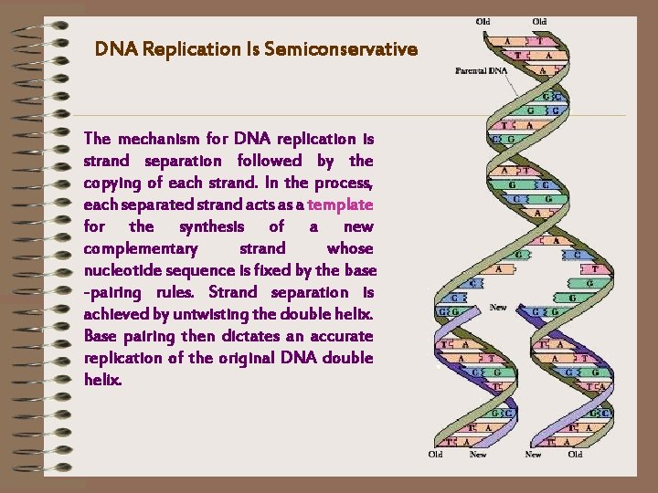 DNA Replication Is Semiconservative The mechanism for DNA replication is strand separation followed by