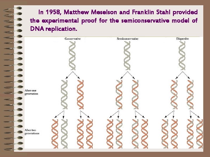 In 1958, Matthew Meselson and Franklin Stahl provided the experimental proof for the semiconservative