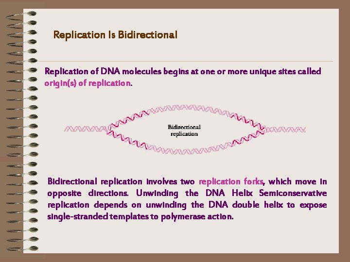 Replication Is Bidirectional Replication of DNA molecules begins at one or more unique sites