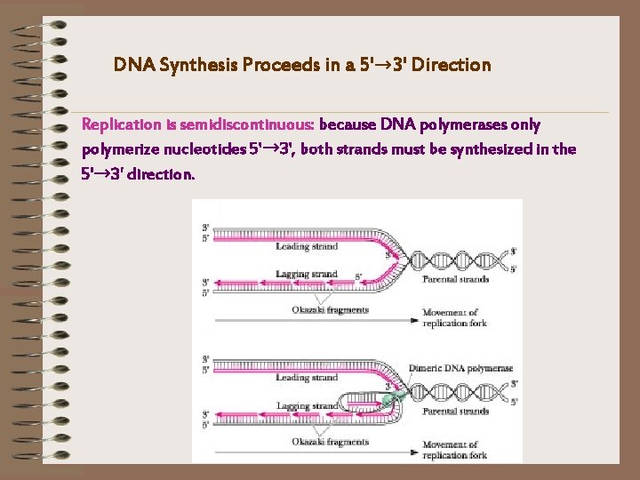 DNA Synthesis Proceeds in a 5'→ 3' Direction Replication is semidiscontinuous: because DNA polymerases