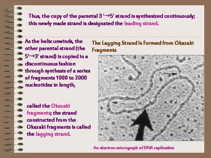 Thus, the copy of the parental 3 '→ 5' strand is synthesized continuously; this