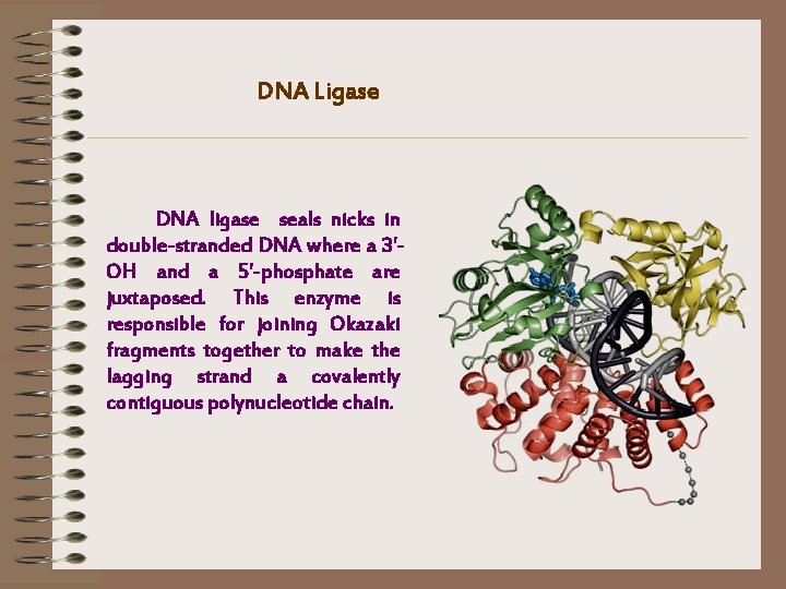 DNA Ligase DNA ligase seals nicks in double-stranded DNA where a 3'OH and a