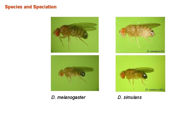 Species and Speciation D. melanogaster D. simulans 