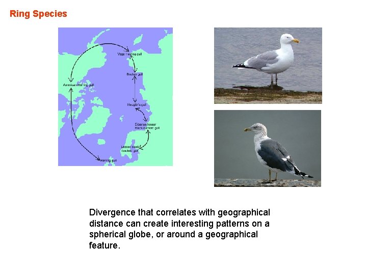 Ring Species Divergence that correlates with geographical distance can create interesting patterns on a