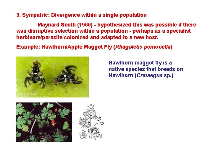 3. Sympatric: Divergence within a single population Maynard Smith (1966) - hypothesized this was