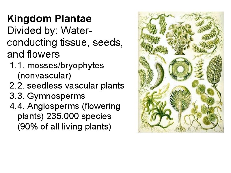 Kingdom Plantae Divided by: Waterconducting tissue, seeds, and flowers 1. 1. mosses/bryophytes (nonvascular) 2.