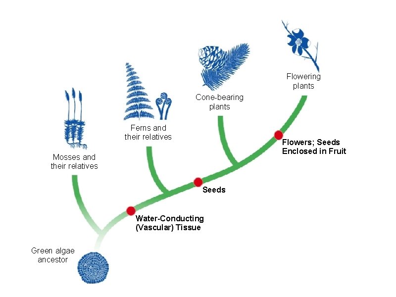 Flowering plants Cone-bearing plants Ferns and their relatives Flowers; Seeds Enclosed in Fruit Mosses