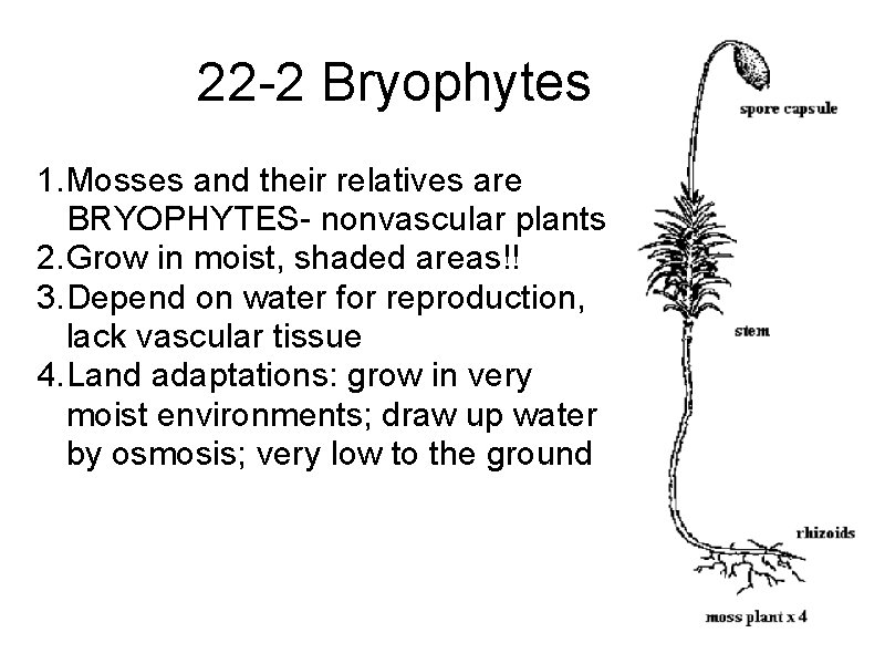 22 -2 Bryophytes 1. Mosses and their relatives are BRYOPHYTES- nonvascular plants 2. Grow