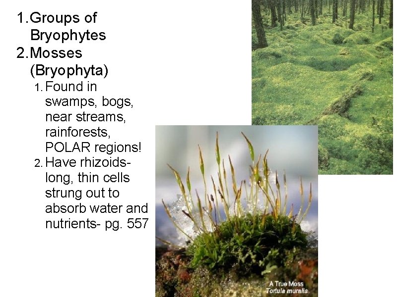 1. Groups of Bryophytes 2. Mosses (Bryophyta) 1. Found in swamps, bogs, near streams,