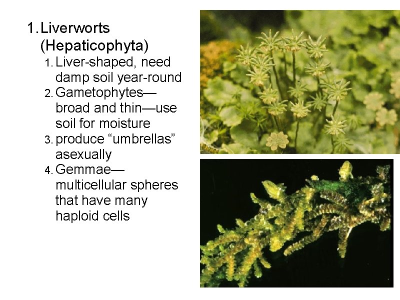 1. Liverworts (Hepaticophyta) 1. Liver-shaped, need damp soil year-round 2. Gametophytes— broad and thin—use