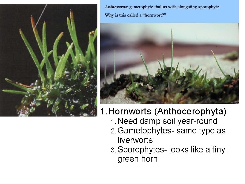 1. Hornworts (Anthocerophyta) 1. Need damp soil year-round 2. Gametophytes- same type as liverworts