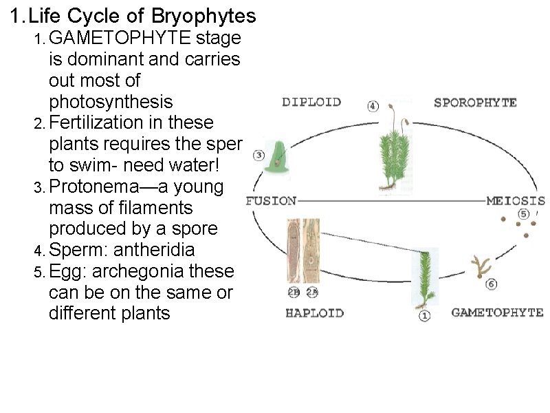 1. Life Cycle of Bryophytes 1. GAMETOPHYTE stage is dominant and carries out most