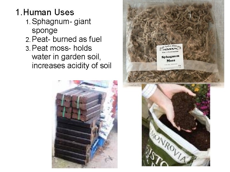 1. Human Uses 1. Sphagnum- giant sponge 2. Peat- burned as fuel 3. Peat