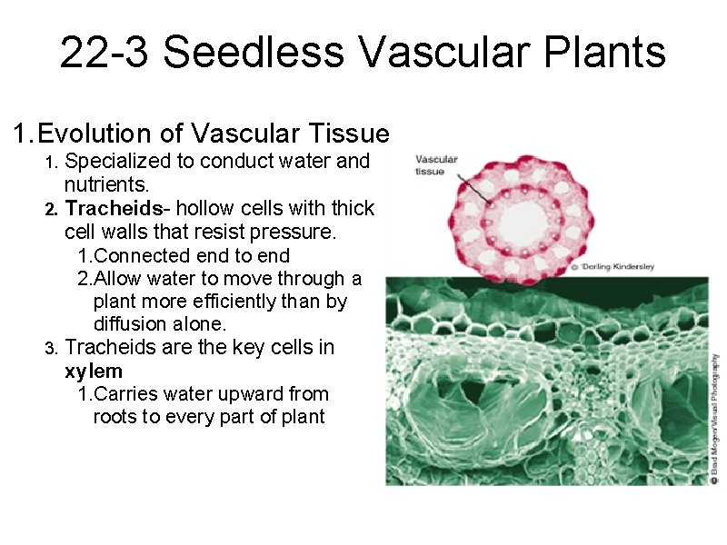 22 -3 Seedless Vascular Plants 1. Evolution of Vascular Tissue Specialized to conduct water