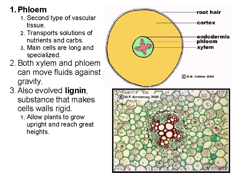 1. Phloem Second type of vascular tissue. 2. Transports solutions of nutrients and carbs.