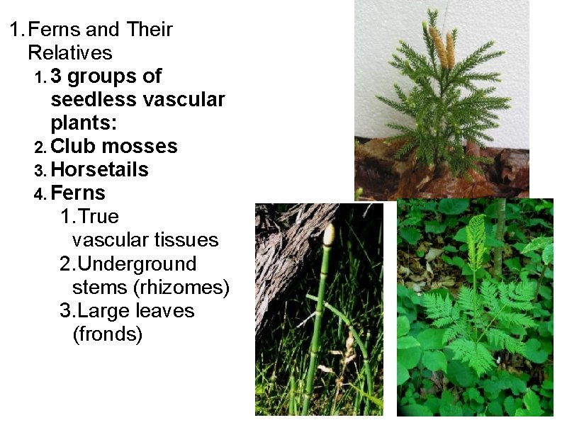 1. Ferns and Their Relatives 1. 3 groups of seedless vascular plants: 2. Club