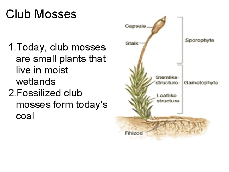 Club Mosses 1. Today, club mosses are small plants that live in moist wetlands