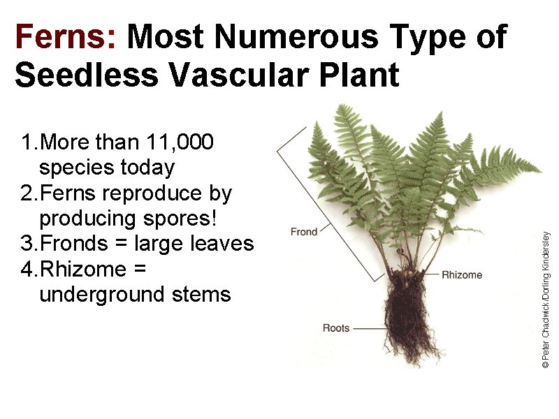 Ferns: Most Numerous Type of Seedless Vascular Plant 1. More than 11, 000 species