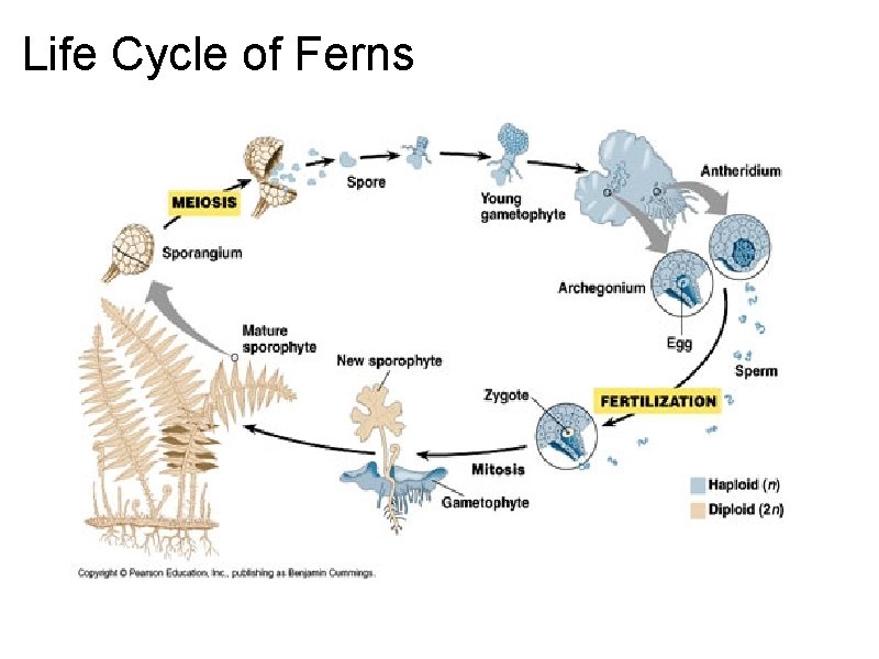 Life Cycle of Ferns 