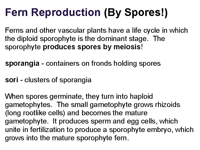 Fern Reproduction (By Spores!) Ferns and other vascular plants have a life cycle in