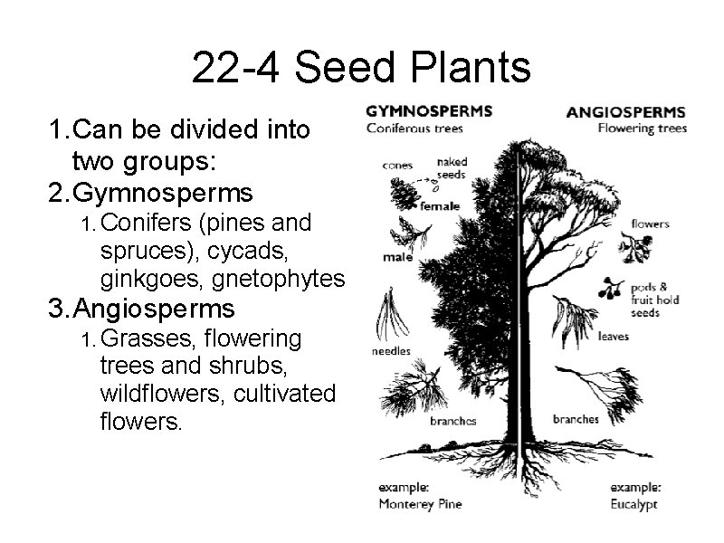 22 -4 Seed Plants 1. Can be divided into two groups: 2. Gymnosperms 1.