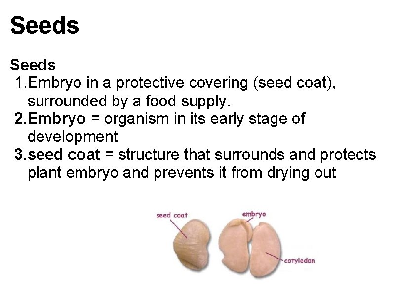 Seeds 1. Embryo in a protective covering (seed coat), surrounded by a food supply.