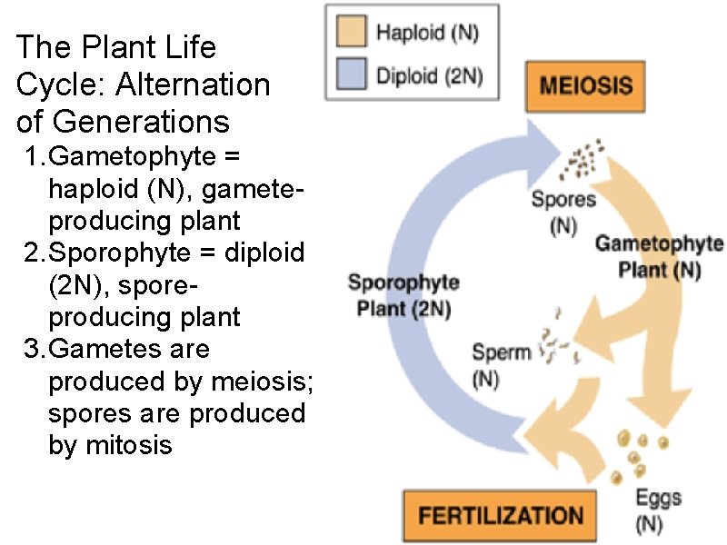 The Plant Life Cycle: Alternation of Generations 1. Gametophyte = haploid (N), gameteproducing plant