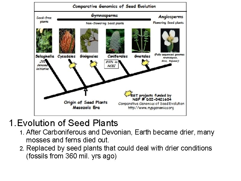 1. Evolution of Seed Plants After Carboniferous and Devonian, Earth became drier, many mosses