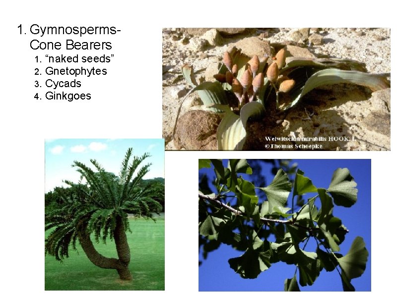 1. Gymnosperms- Cone Bearers 1. 2. 3. 4. “naked seeds” Gnetophytes Cycads Ginkgoes 