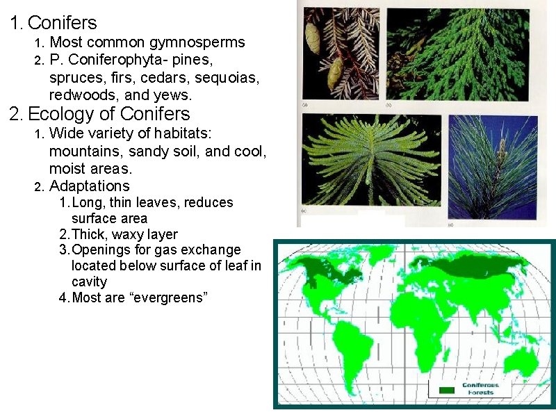 1. Conifers 1. 2. Most common gymnosperms P. Coniferophyta- pines, spruces, firs, cedars, sequoias,