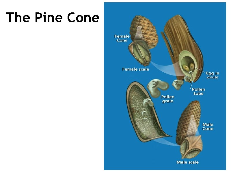 The Pine Cone 