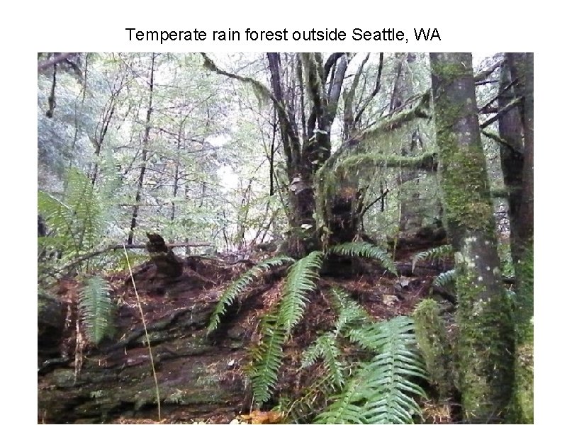 Temperate rain forest outside Seattle, WA 