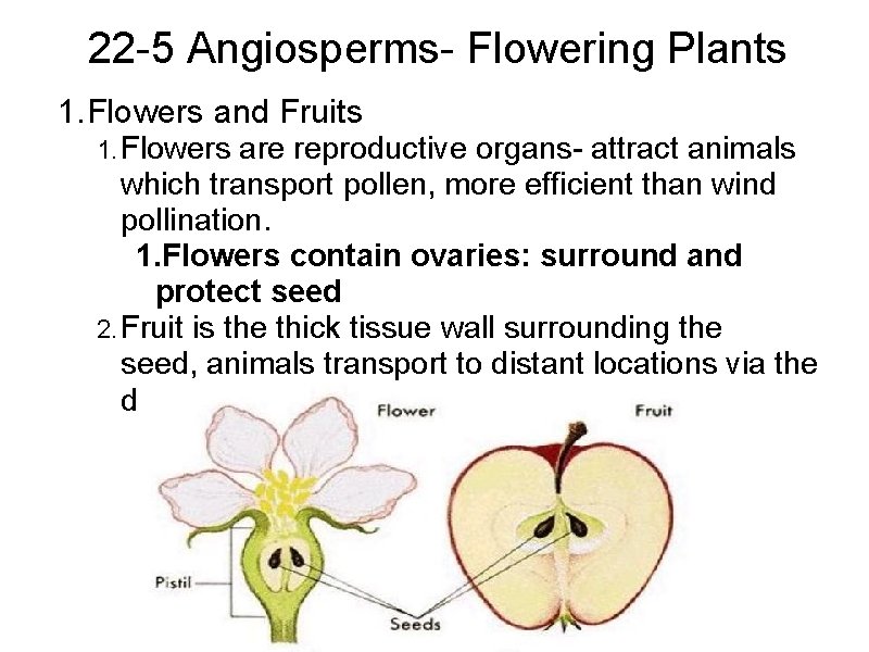 22 -5 Angiosperms- Flowering Plants 1. Flowers and Fruits 1. Flowers are reproductive organs-