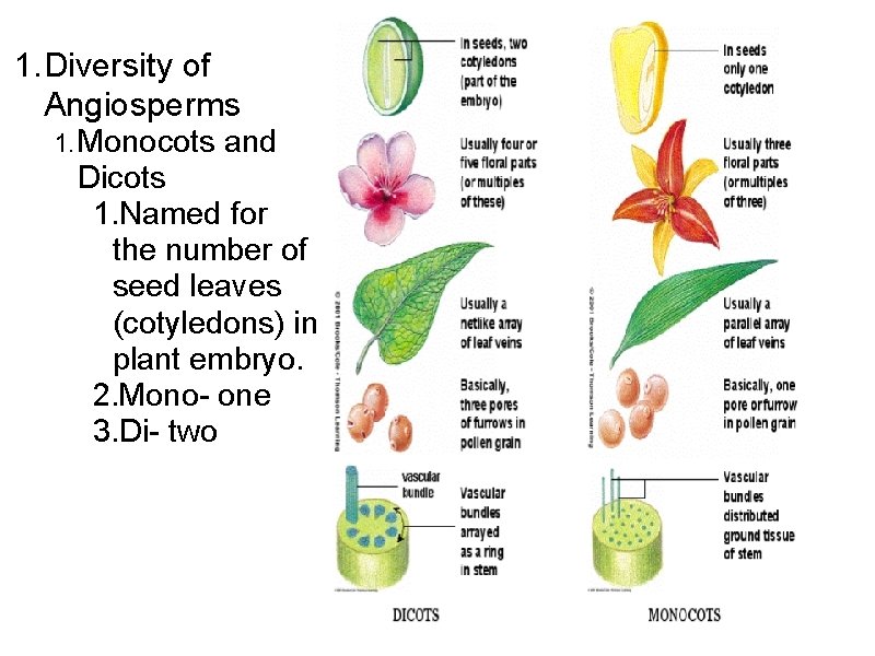 1. Diversity of Angiosperms 1. Monocots and Dicots 1. Named for the number of