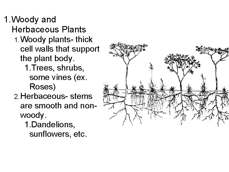 1. Woody and Herbaceous Plants 1. Woody plants- thick cell walls that support the